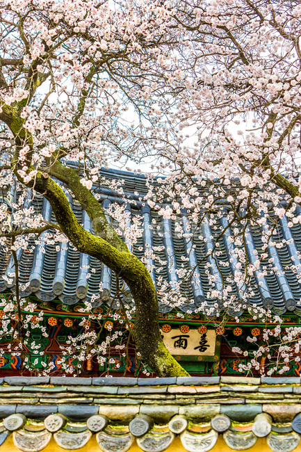 고궁,창덕궁,기와,담장,담벼락,벚꽃,봄,고목,봄,계절,spring,season,한국전통,한국문화,korean traditional,korean culture,랜드마크,landmark,tourist attraction,한국랜드마크,한국관광지,한국명소,korea landmark,korea tourist attraction,건축물,건물외관,exterior,building,structure,architecture,construction
