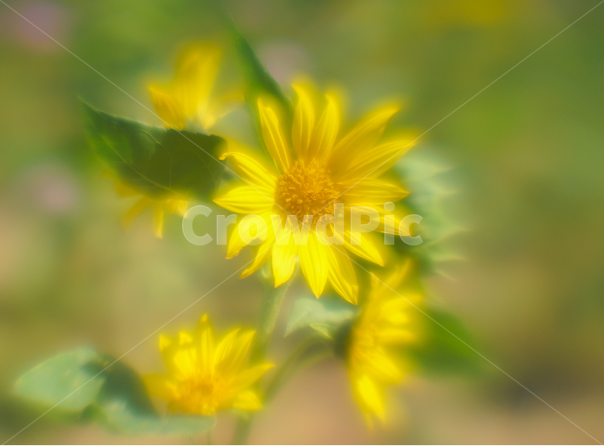 해바라기,꽃,해바라기씨,재배,농장,식물,작물,여름,계절,summer,season,가을,fall,autumn,식물,자연,plants,nature,꽃,flower,plant,blossom