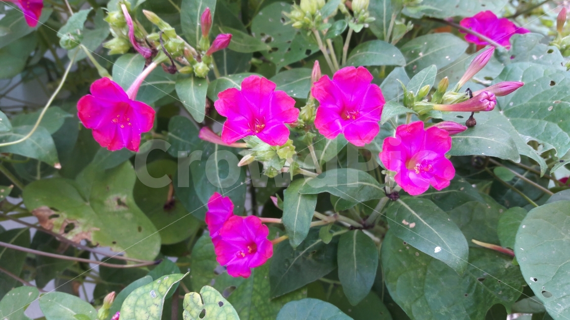 꽃,분꽃,담벼락,소심,수줍음,식물,자연,plants,nature,꽃,flower