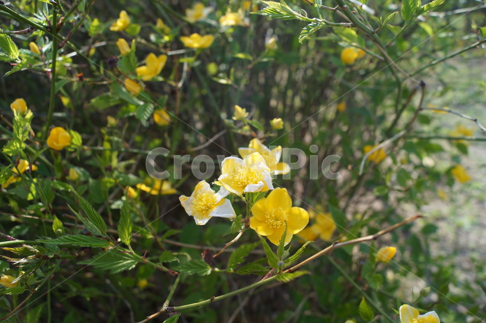 봄,꽃,자연,flower,spring,봄,계절,spring,season,식물,자연,plants,nature,꽃,flower,plant