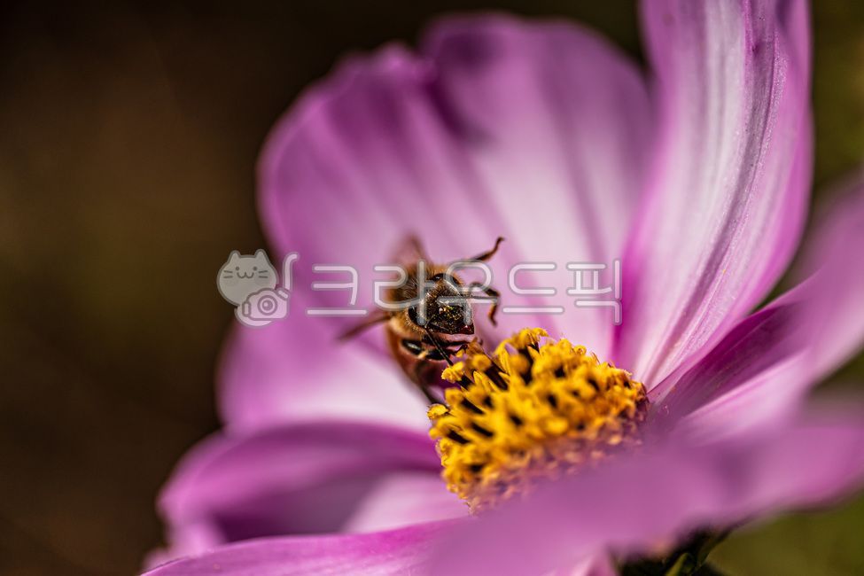 꽃,코스모스,가을,가을꽃,autumn,fall,cosmos,flower,10월,october,자연,nature,식물,plants,접사,클로즈업,closeup,macro,곤충,벌레,벌,꿀벌,honeybee,말벌,무척추동물,insect,bugs,apidae,bee,invertebrate,hornet,꽃잎,petal,floralleaf
