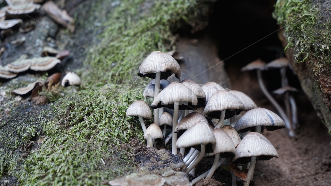야생버섯,버섯,나무,고목,습기,이끼,식물,자연,plants,nature,버섯,mushroom