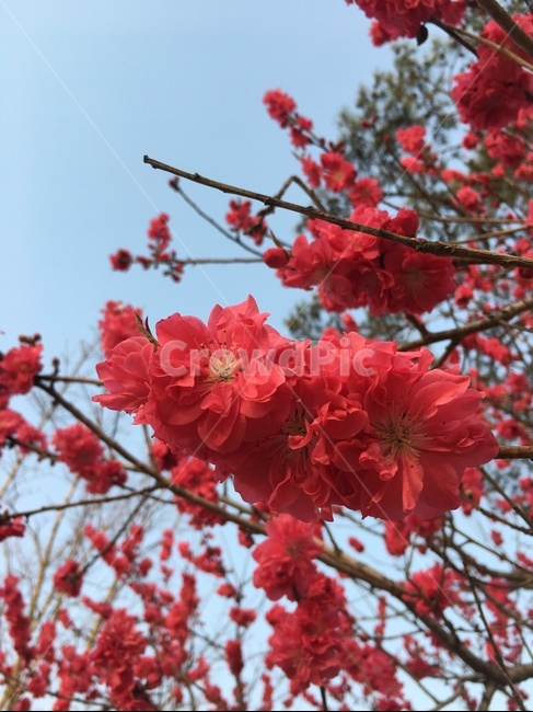 접사쿠라,접벚꽃,벚꽃,낙안읍성,핑크색,식물,자연,plants,nature,꽃,flower
