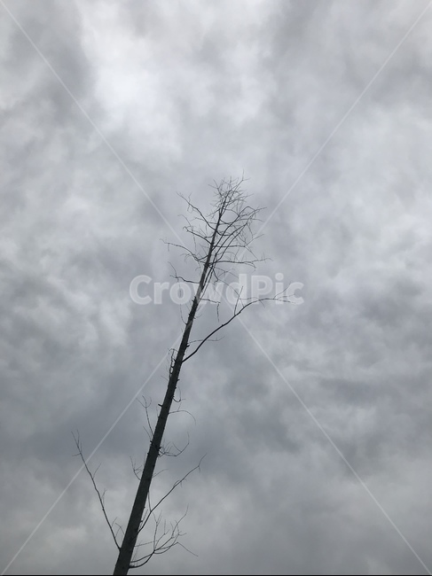 자연,nature,쓸쓸한,흐린,흐린하늘,회색,외로운