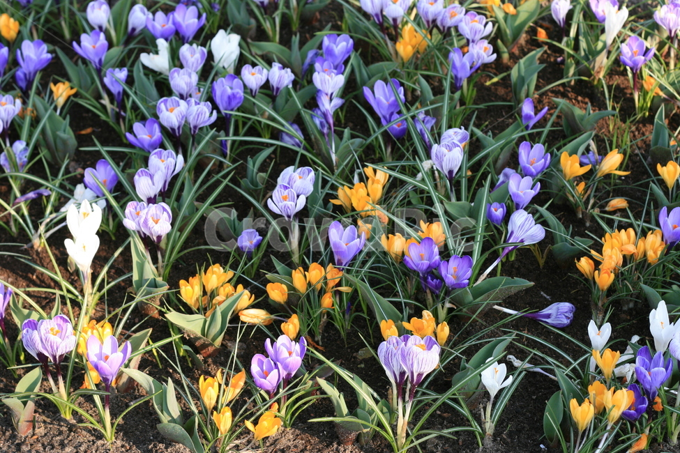 꽃,정원,튤립축제,식물,꽃밭,튤립,flower,garden,tulip,cuteflower,귀여운꽃,purpleflower,식물,자연,plants,nature,꽃,flower