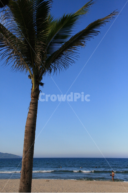 야자수,해변,바다,모래사장,푸르름,자연,풍경,nature,landscape,해변,바다,beach,sea,tree,나무,plant,식물,palm tree