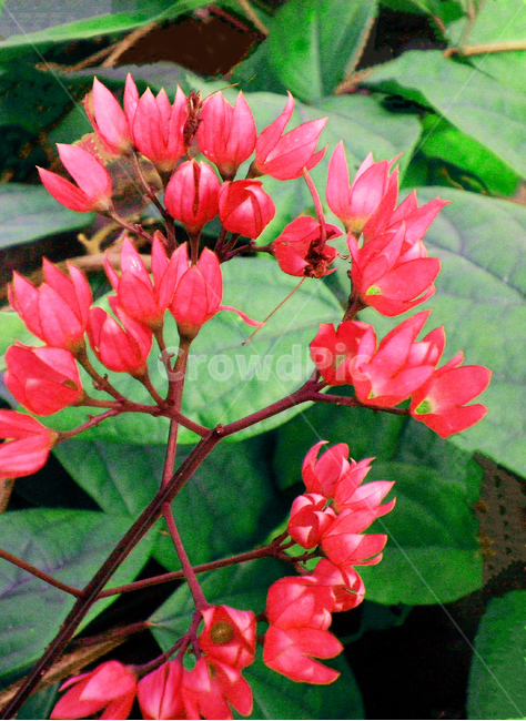 드래곤볼,deulaegonbol,꽃,flower,식물,plant,색상,color,빨간색,red,식물,자연,plants,nature,꽃,flower