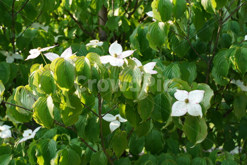 산딸나무,산딸나무꽃,산형화목,층층나무과,정원수,낙엽교목,미영꽃나무