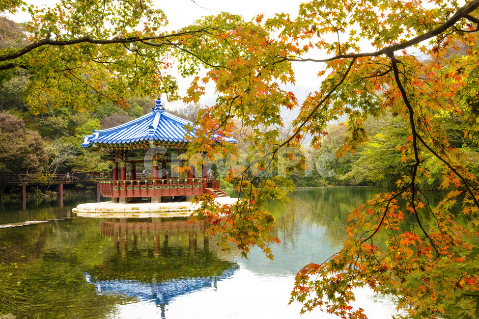 자연,풍경,경관,경치,정자,기와집,우화정,연못,계절,가을,단풍철,울긋불긋,단풍,단풍잎,식물,나무,단풍나무,물,물그림자,반영,기와,청기와,내장사,내장산,공원,국립공원,산,가을,계절,fall,autumn,season,자연,풍경,nature,landscape,한국자연풍경,한국자연경관,korea nature landscape