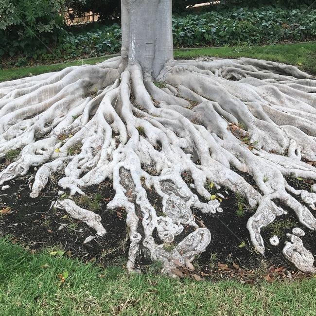 식물,나무,흰뿌리,자연,샌디에고,tree,식물,자연,plants,nature,나무,trees,wood
