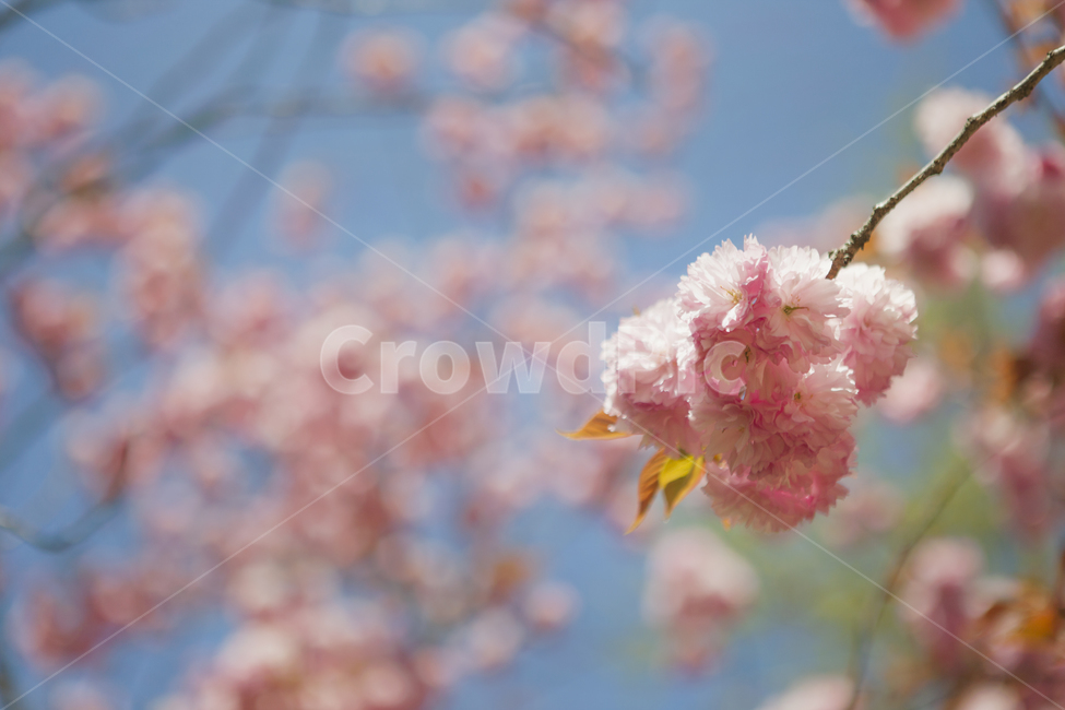 벚꽃,왕벚꽃,벚나무,봄꽃,겹벚꽃,화사함,봄,계절,spring,season,식물,자연,plants,nature,꽃,flower,plant,blossom