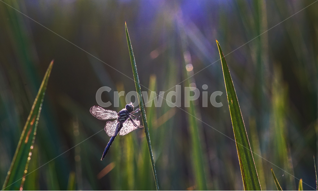 잠자리,날개,겹눈,곤충,풀,이슬,들판,동물,animal,곤충,벌레,insect,bug,휴식,힐링,rest,relaxation,healing