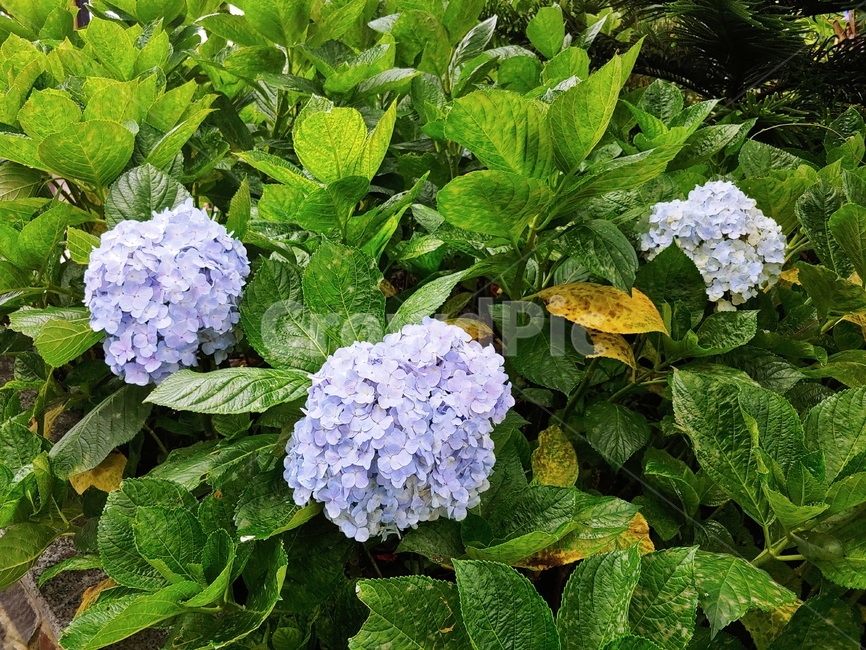 수국,연보라색수국,하늘색수국,보라색수국,수구화