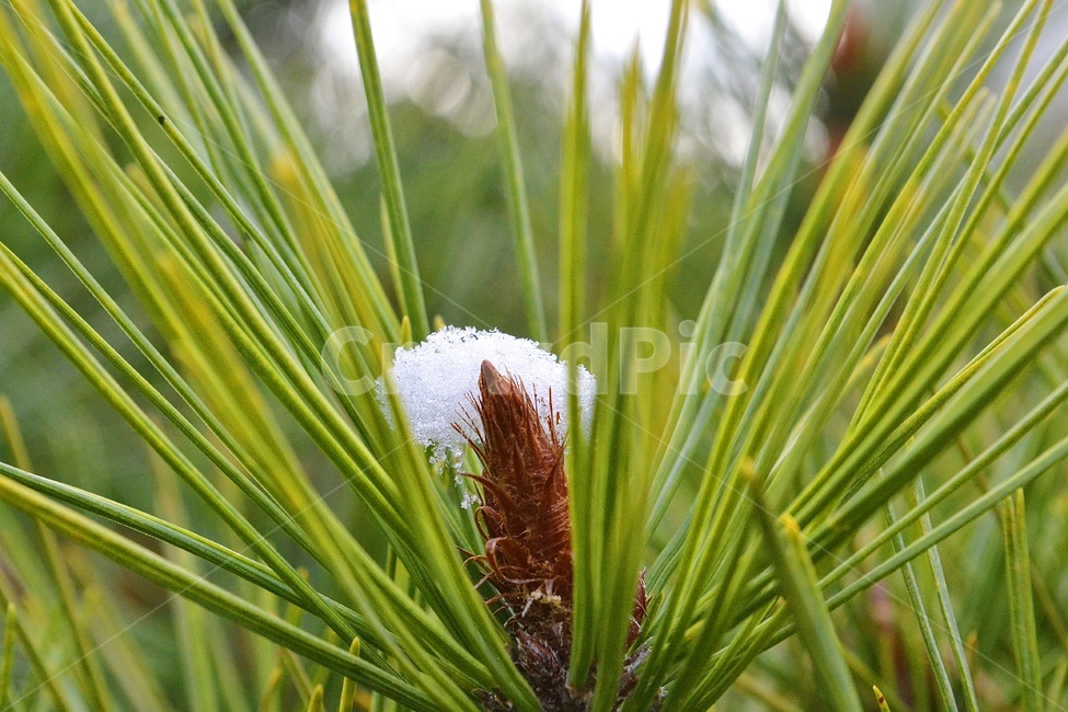 plant,식물,tree,나무,솔잎,눈,겨울,계절,winter,season,식물,자연,plants,nature