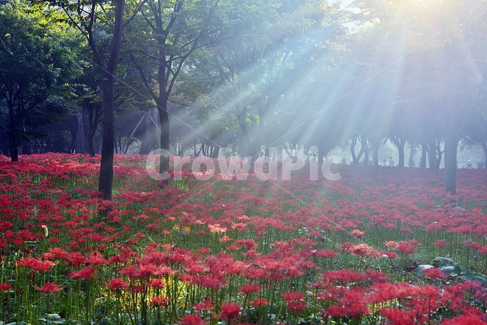 영광불갑사,불갑사,불갑사꽃무릇,불갑사꽃무릇축제,영광꽃무릇축제,빛내림,flare,플레어,light,빛,plant,식물,햇빛,sunlight,자연,풍경,nature,landscape,식물,plants,꽃,flower