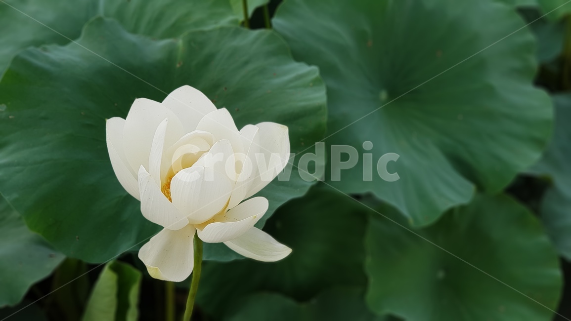 plant,식물,blossom,꽃,flower,연꽃,lotus,식물,자연,plants,nature,꽃,flower