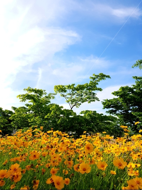 금계국,봄,풍경,노랑,파랑하늘,햇빛,봄,계절,spring,season,자연,풍경,nature,landscape,식물,plants,꽃,flower,plant