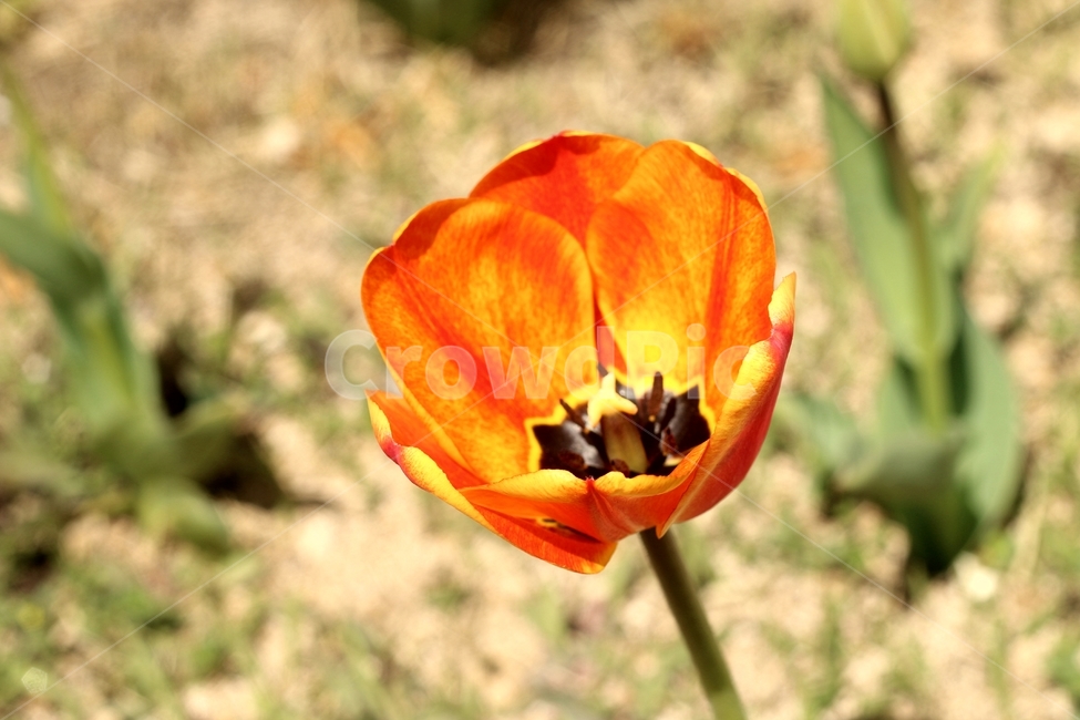 튜립,꽃,봄꽃,첫사랑,꽃말,식물,자연,plants,nature,꽃,flower
