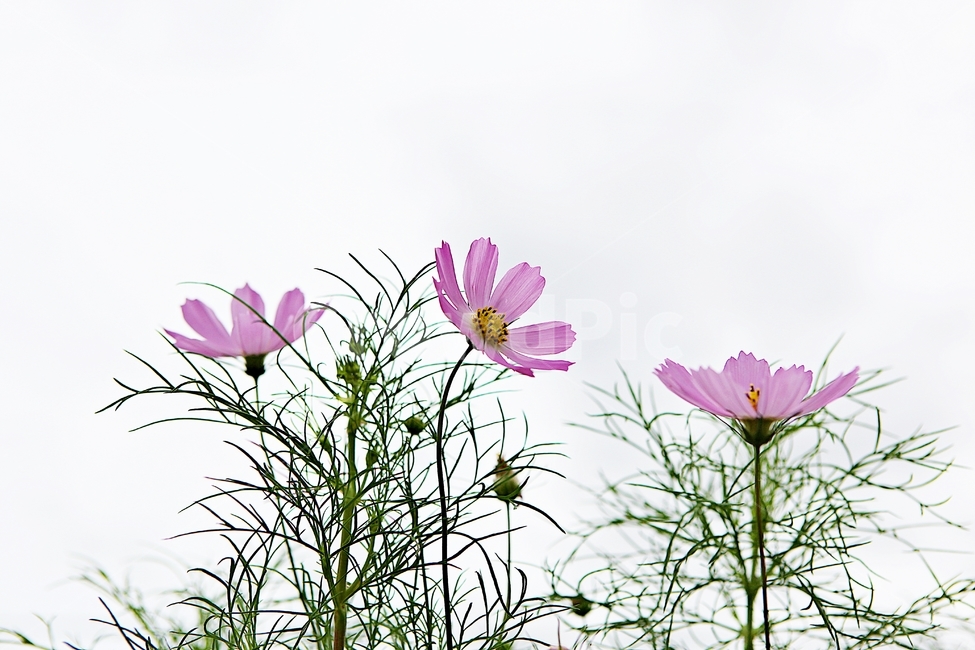 코스모스,꽃,꽃잎,잎,식물,자연,가을,계절,fall,autumn,season,식물,자연,plants,nature,꽃,flower,plant,petal,blossom