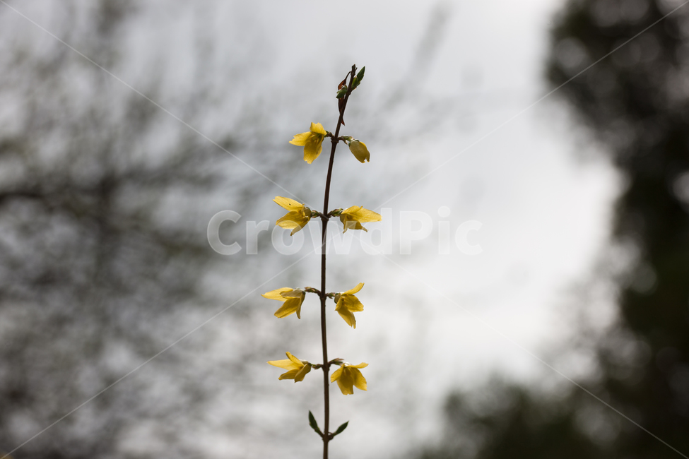 spring,flower,개나리,봄,꽃,봄,계절,spring,season,식물,자연,plants,nature,꽃,flower,plant