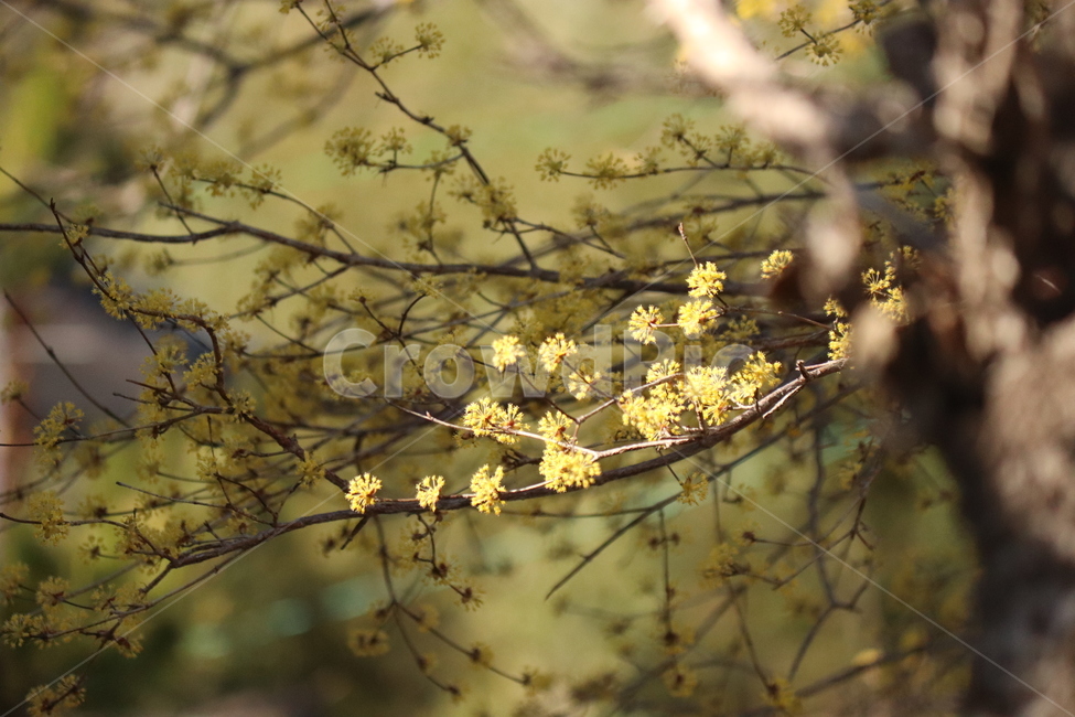 산수유,감성,자연,봄,봄꽃,배경화면,꽃,식물,자연,plants,nature,꽃,flower