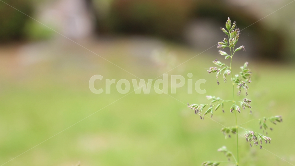 자연,꽃,봄,분위기,나무,풀,식물,자연,plants,nature,꽃,flower
