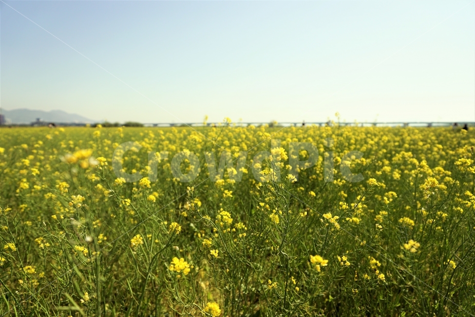 꽃밭,유채꽃,봄,햇살,RapeFlower,자연,풍경,nature,landscape,봄,계절,spring,season,field,들,grassland,목초지,outdoors,옥외