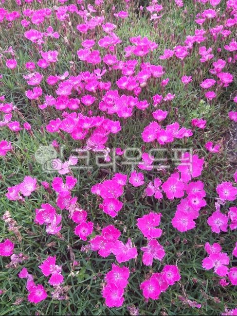 blossom,rose dianthus,nature,Dianthus,flower,evergreen dianthus,grass dianthus,gillyflower,plants,plant,beard dianthus,Dianthus on the ground,Seokjuk dianthus,Four Seasons Dianthus