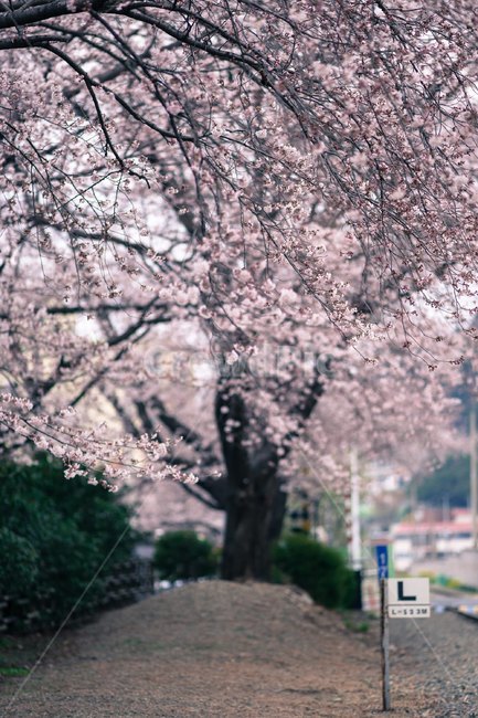 벚꽃,진해,군항제,봄,풍경,축제,봄꽃,로망스다리,봄,계절,spring,season,식물,자연,plants,nature,꽃,flower,plant,blossom