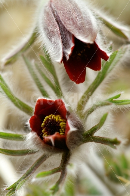 식물,꽃,할매,할미꽃,솜털,붉은색,두송이,식물,자연,plants,nature,꽃,flower