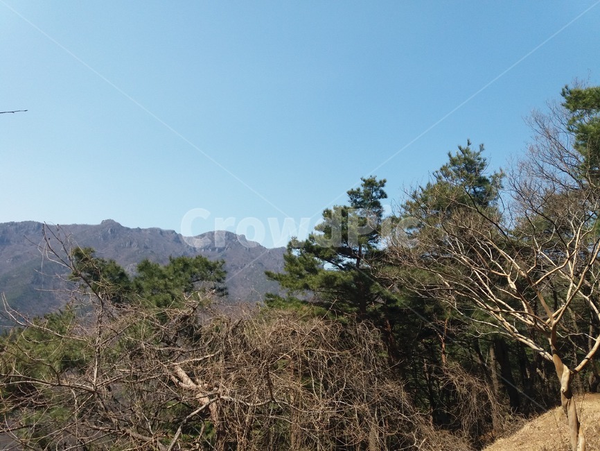 숲,하늘,나무,forest,sky,tree,자연,풍경,nature,landscape,outdoors,옥외