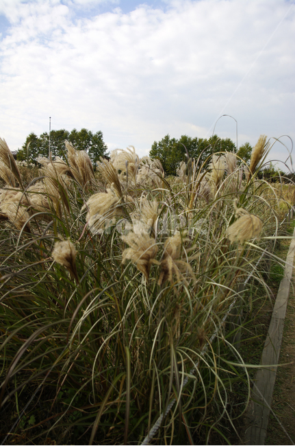 가을,억새,자연,nature,식물,plant,하늘,구름,식물,자연,plants,nature