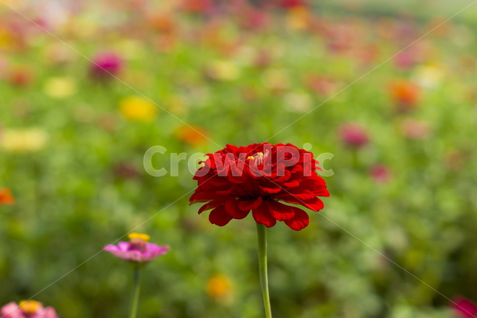 꽃,코스모스,가을꽃,예쁜꽃,백일홍,식물,자연,plants,nature,꽃,flower