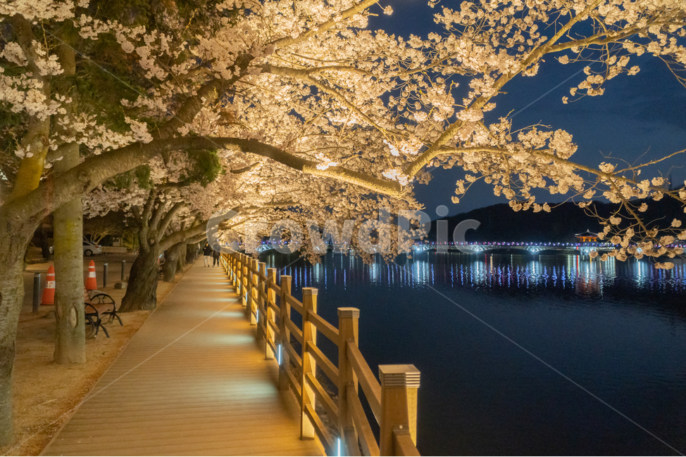 봄,벚꽃,월영교,안동,계절,풍경,야간,봄,계절,spring,season,야경,밤,풍경,nightscape,night,landscape,banister,난간,handrail