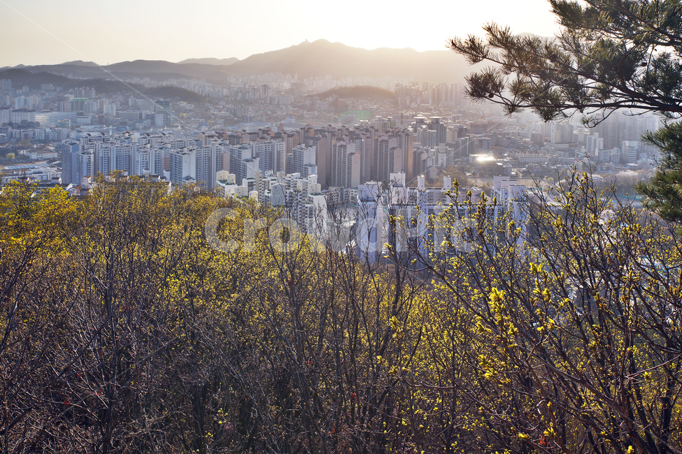 모락산,경기도,의왕시,자연,바위,안양시,개나리,진달래