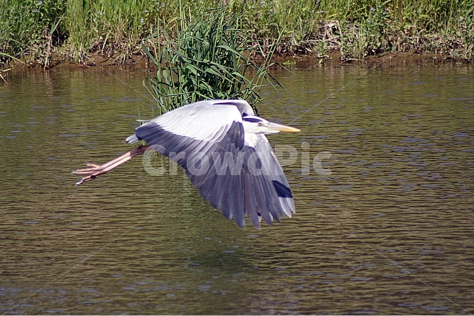 부산,수영강,왜가리,조류,탐조,비행,동물,animal,조류,새,birds