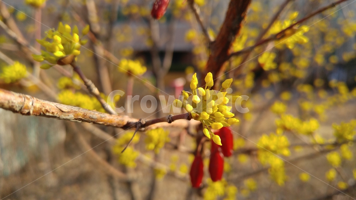 산수유,노란꽃,꽃,노랑,봄,노란색,감성,나무,cornusfruit,yellowflower,flower,yellow,spring,emotional,tree,봄,계절,spring,season,식물,자연,plants,nature,꽃,flower,plant