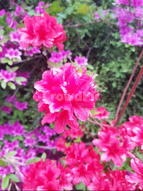 봄,봄꽃,꽃,영산홍,철쭉,식물,spring,flower