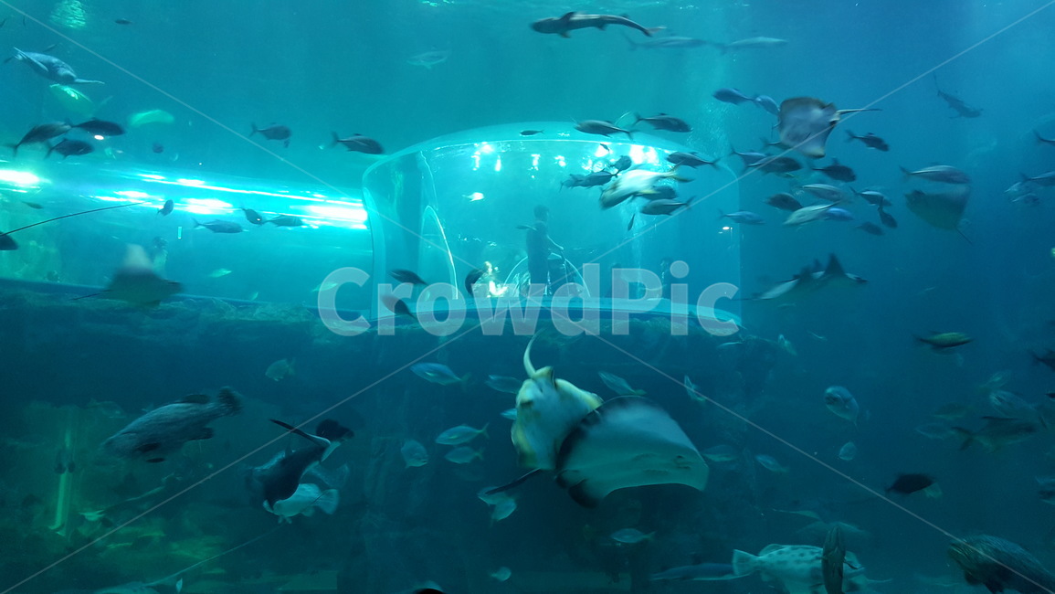 여수,아쿠아리움,물고기,수족관,가오리,동물,animal,어류,물고기,fish