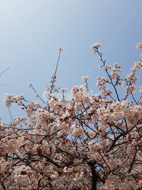 벚꽃,벚꽃배경,cherryblossom,봄배경,spring,식물,자연,plants,nature,꽃,flower