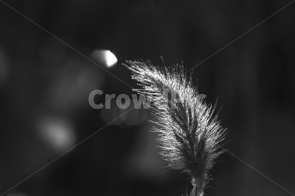 풀,풀꽃,식물,실루엣,자연,야생화,들,식물,자연,plants,nature,흑백,모노톤,monochrome,black and white