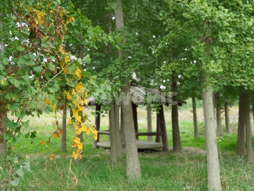 tree,plant,식물,나무,은행나무,정자,자연,나무,trees,wood