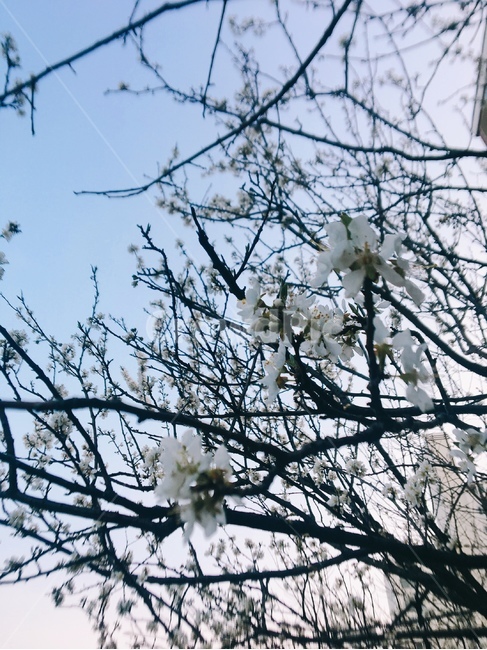 plant,식물,꽃,나무,노을,만개