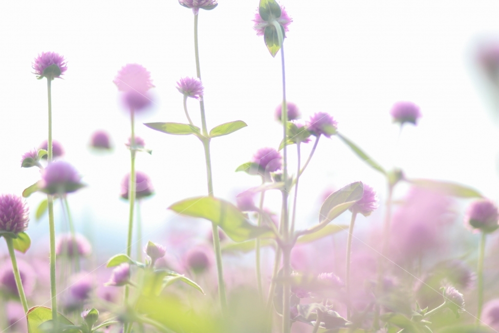 천일홍,사진,디지털사진,꽃사진,보라색,자연,식물,자연,plants,nature,꽃,flower,감성,sensible,feeling