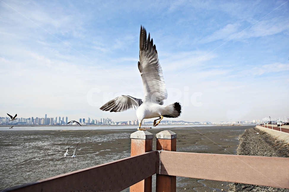갈매기,조류,새,배경,자연,풍경,하늘,풍광,동물,animal,조류,새,birds