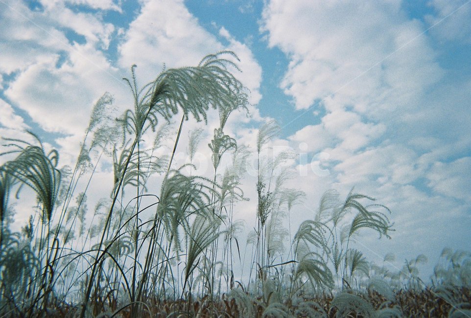 감성,필름,가을,fall,autumn,하늘,sky,갈대,가을하늘,자연,풍경,nature,landscape,grass,잔디,plant,식물,lawn,outdoors,옥외,reed