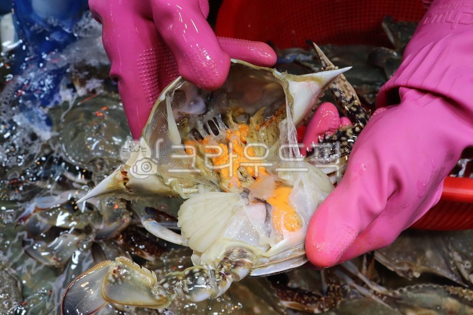 꽃게,암꽃게,알배기꽃게,게알,게내장,생꽃게,활꽃게,게손질,해산물손질,수산시장,활어시장,해산물,갑각류,시장풍경,분홍고무장갑,고무장갑,제철해산물,신선한수산물,간장게장재료,한국음식재료,blueswimmingcrab,femalecrab,crabroe,crabeggs,tomalley,rawcrab,freshcrab,livecrab,cleaningcrab,seafoodpreparation,seafoodmarket,fishmarket,shellfish,crustacean,pinkrubbergloves,marketscene,seasonalseafood,freshingredients,Koreanseafood,ganjanggejangingredient