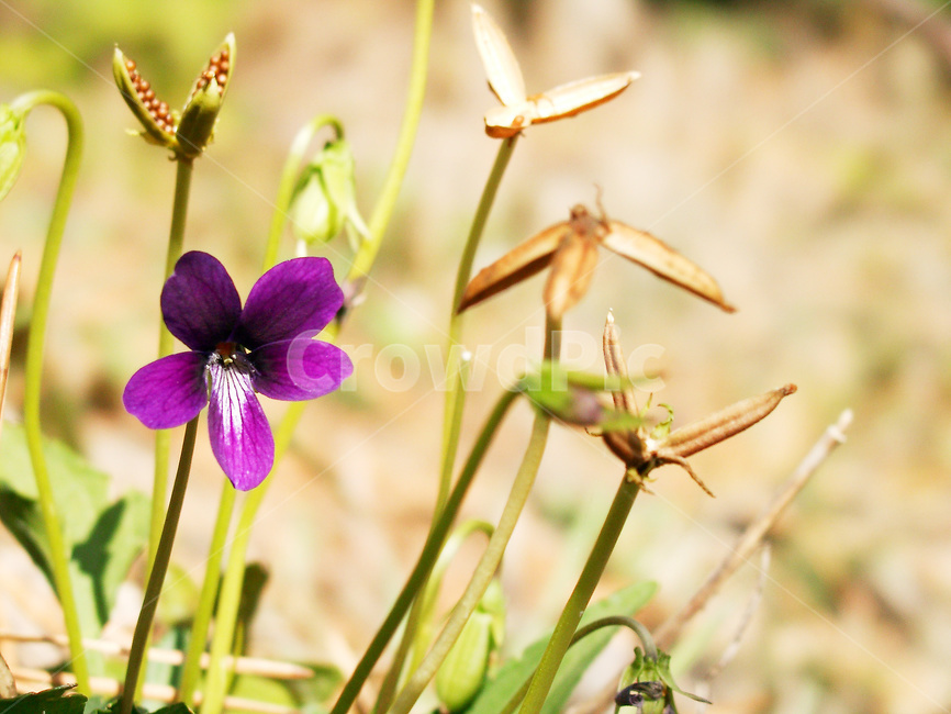 제비꽃,제비꽃씨,보라색제비꽃,야생화,씨앗,식물,자연,plants,nature