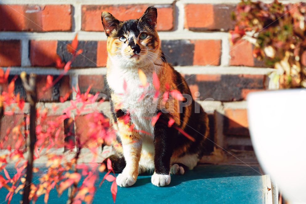 고양이,길냥이,얼룩이,삼백이,똘망똘망,호기심,궁금증,생각,평온함,느긋함,여유로움,일광욕,휴식,힐링,길고양이,야옹이,냐옹이,유기묘,반려묘,애완동물,반려동물,야생동물,떠돌이,캣,펫