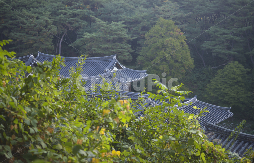 안동고택,전통가옥,기와지붕,한옥투어,전통고옥,지붕,대감집,wood,나무,고옥,안동,아침,roof,새벽,푸르다,안동한옥집,한옥집,여명,사랑채,koreanstylehouse,hanokexperiencecenter,hanoktour,tour,traditionalkoreanstylehouse,한옥,한옥체험,기와집,한옥관광,한옥숙박,한옥민박,기와,투어,관광,전통한옥,숙박,안동시,기와지붕집,문화유산,문화재,고택,가옥,고가옥,집,고가,옛날집,옛집,전통마을